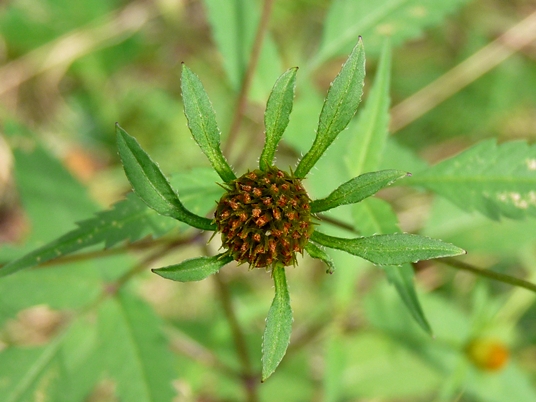 {Bidens frondosa}